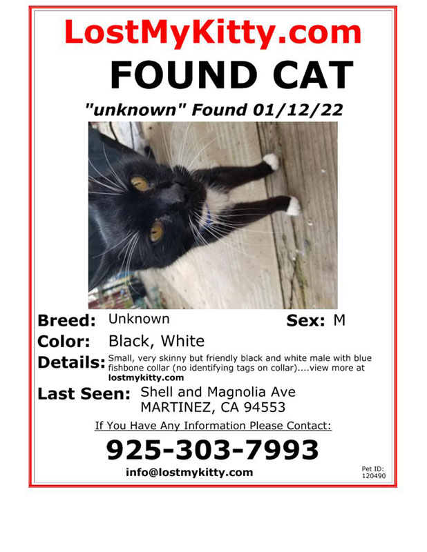Found-Cat-Unknown