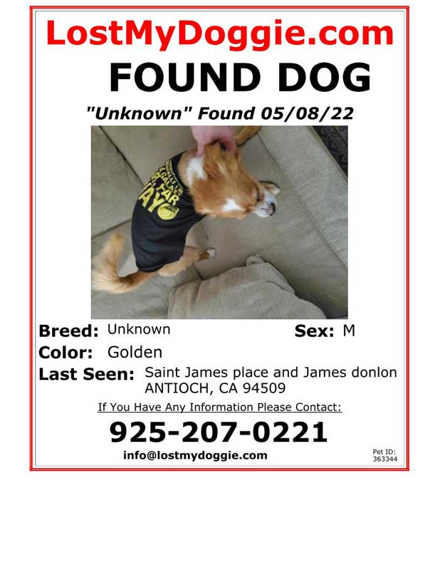 Found-Dog-Unknown-1