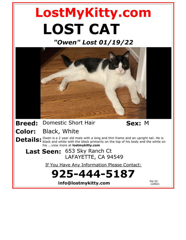 Lost-Cat-Owen