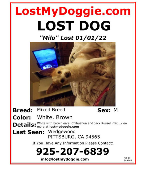 Lost-Dog-Milo