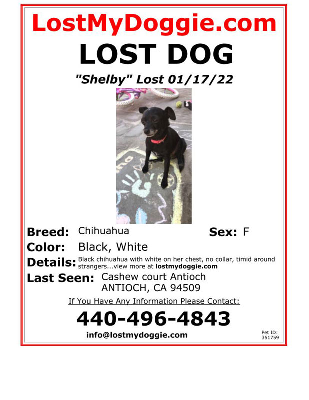Lost-Dog-Shelby