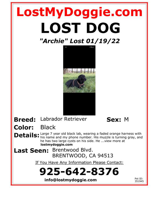 Lost-Dog-Archie
