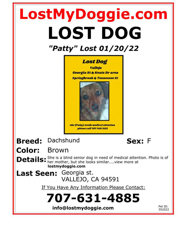 Lost-Dog-Patty