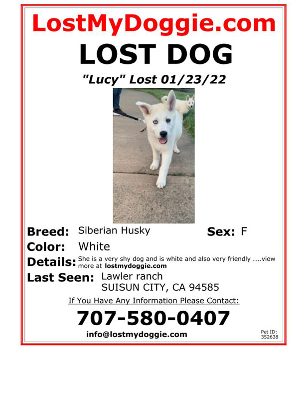 Lost-Dog-Lucy