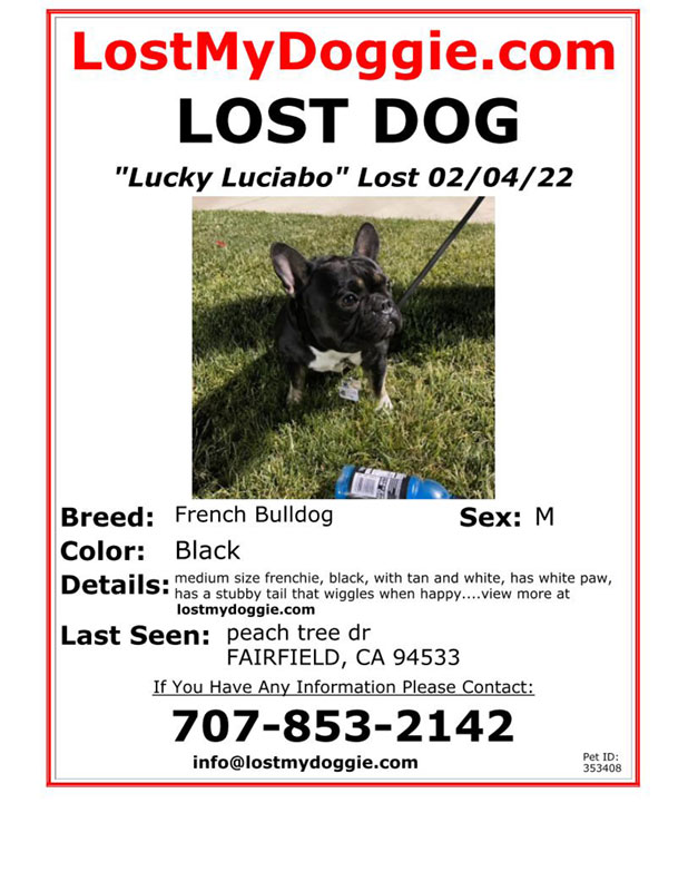 Lost-Dog-Lucky-Luciabo