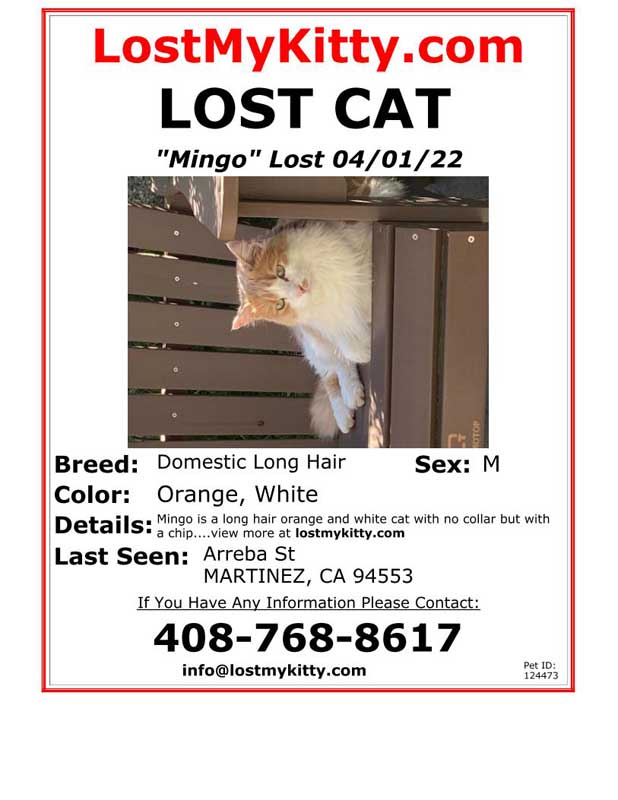 Lost-Cat-Mingo