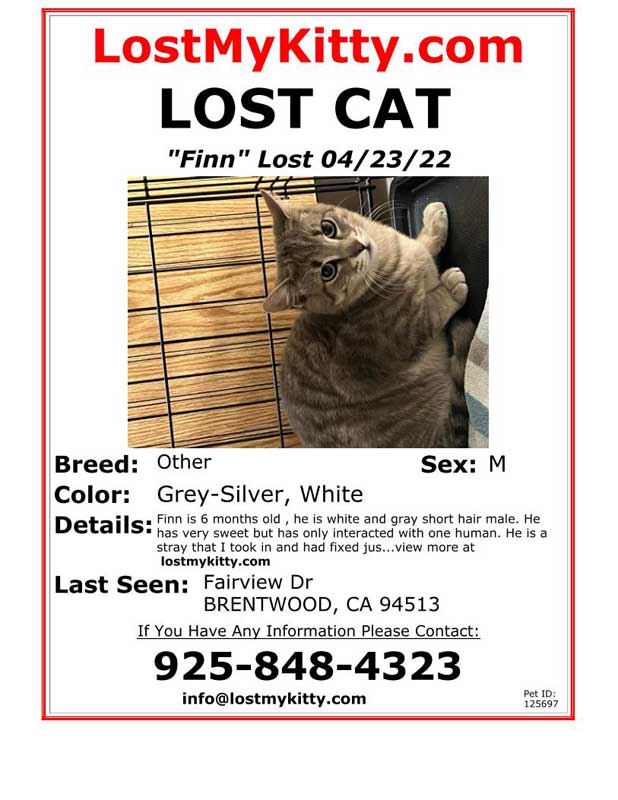 Lost-Cat-Finn