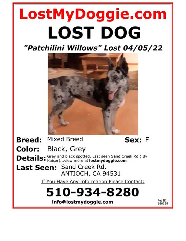Lost-Dog-Patchilini-Willow