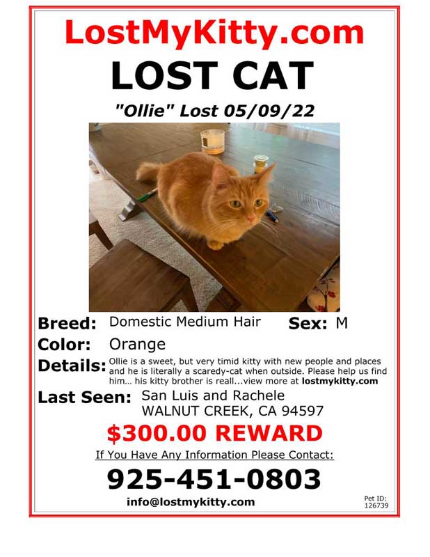 Lost-Cat-Ollie