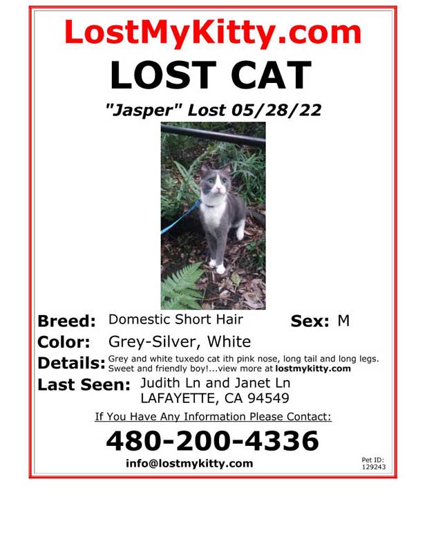 Lost-Cat-Jasper