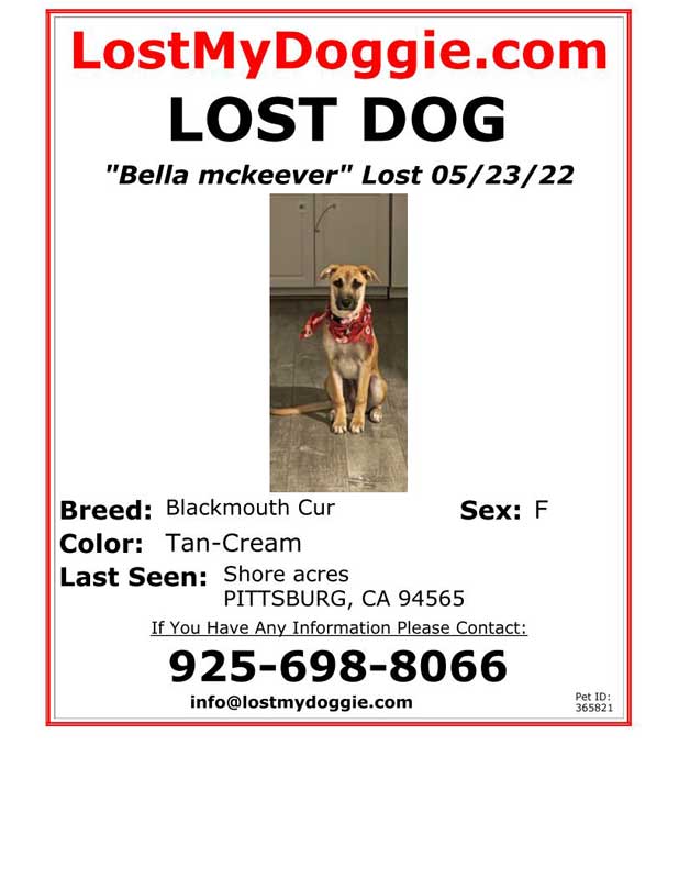 Lost-Dog-Bella-McKeever
