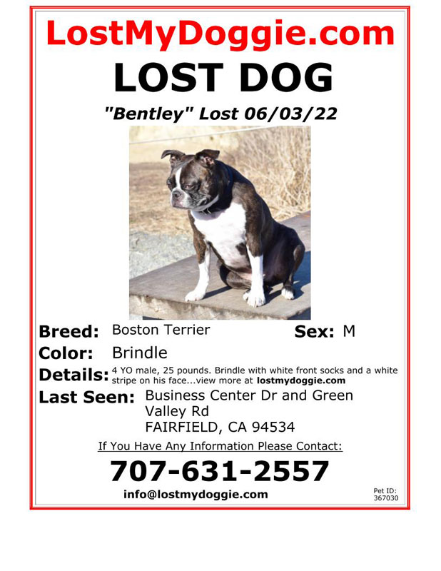Lost-Dog-Bently