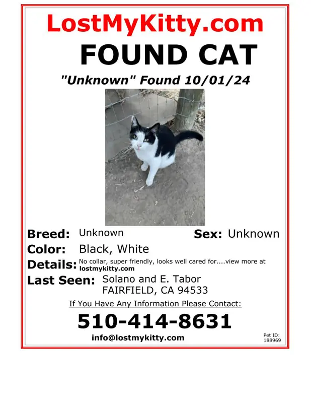 Found Cat Unknown 1