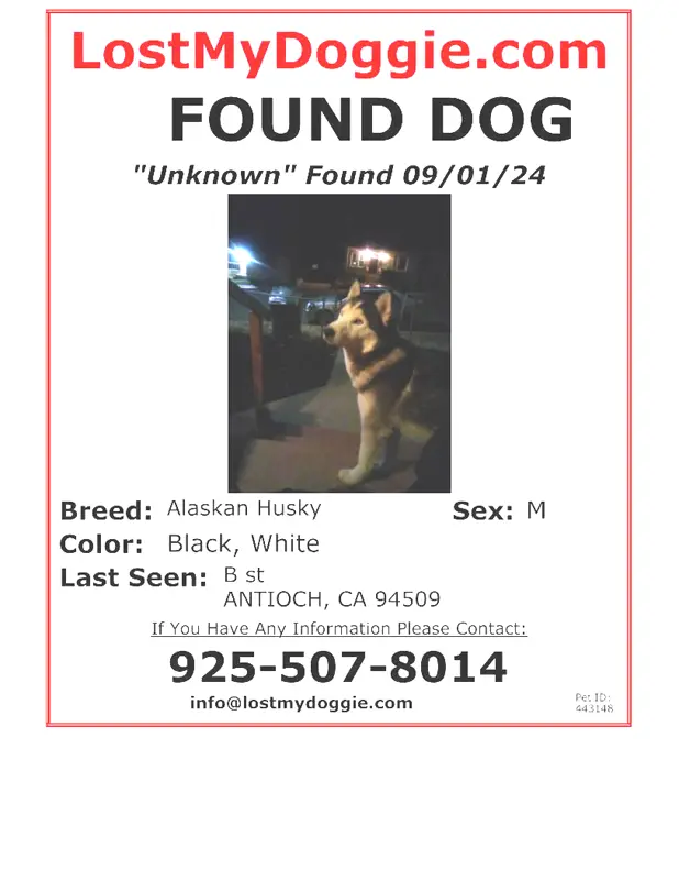 Found Dog Unknown 1