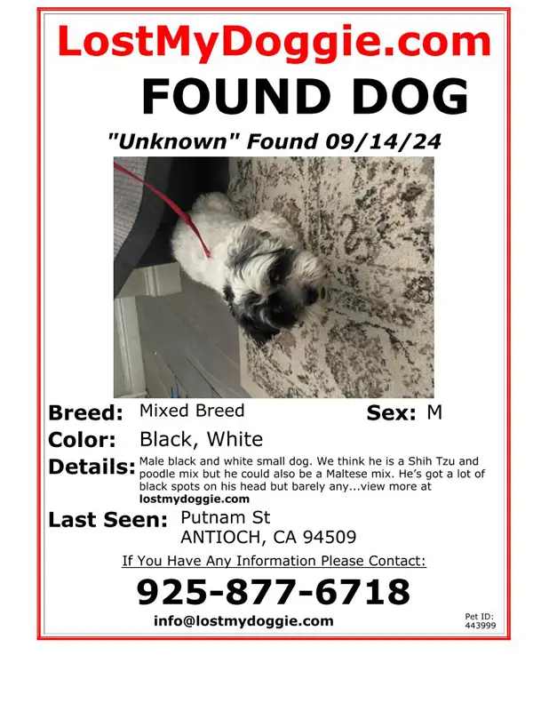 Found Dog Unknown 2