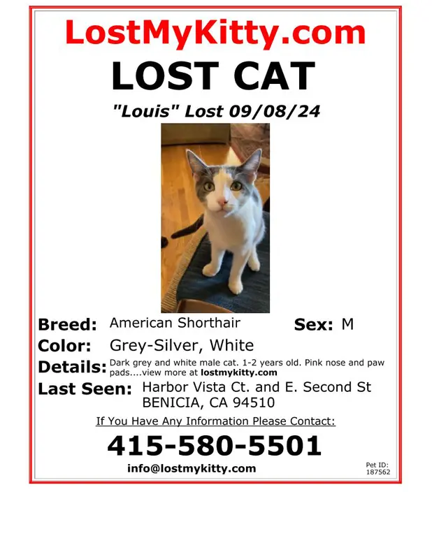 Lost Cat Louis