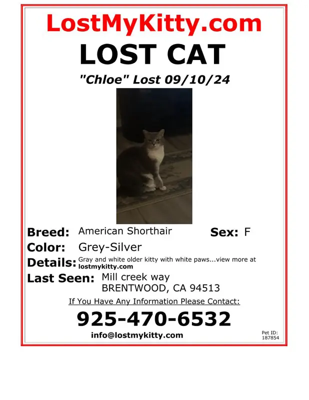 Lost Cat Chloe