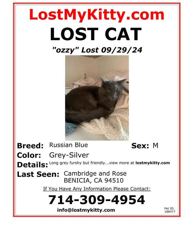 Lost Cat Ozzy