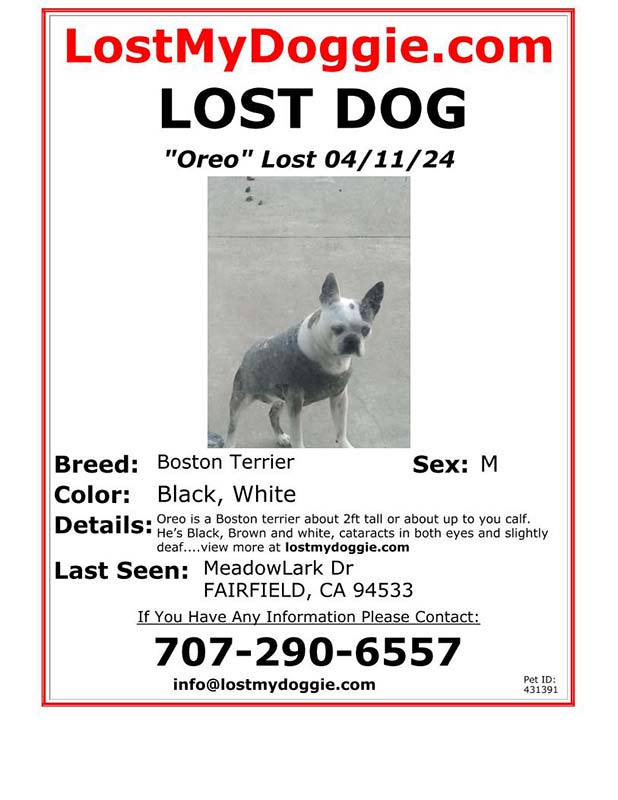 Lost Dog Oreo