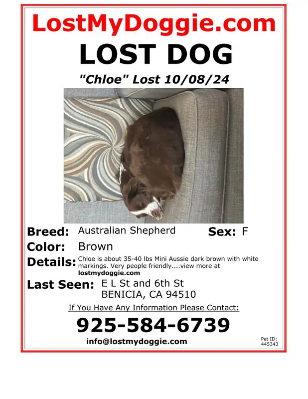 Lost Dog Chloe