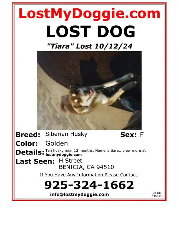 Lost Dog Tiara