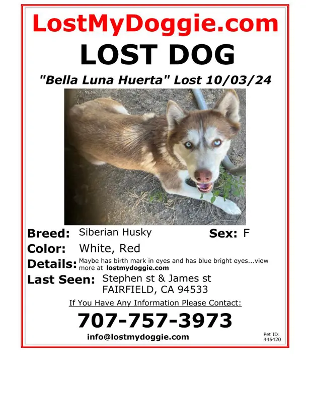 Lost Dog Bella Luna Huerta