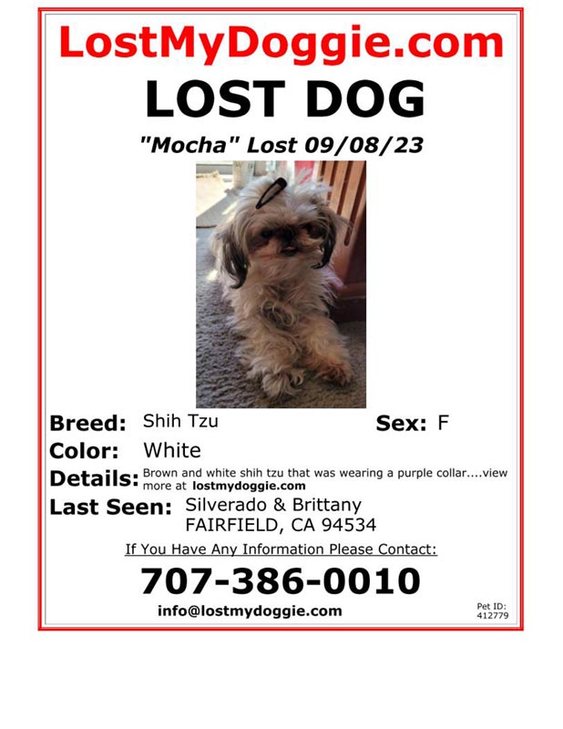 Lost Dog Shih Tzu in NEW YORK, NY - Lost My Doggie